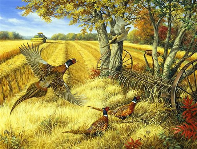 Linda Picken. - птицы, пейзаж, поле - оригинал