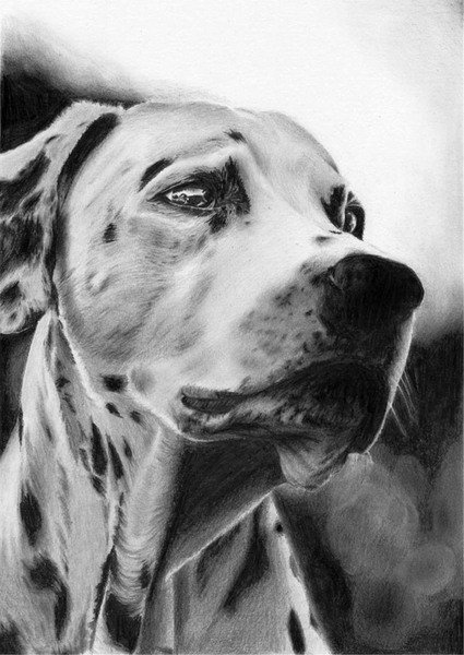 Собака - оригинал