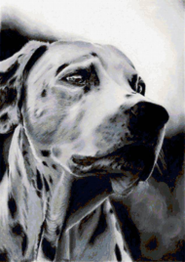 Собака - предпросмотр