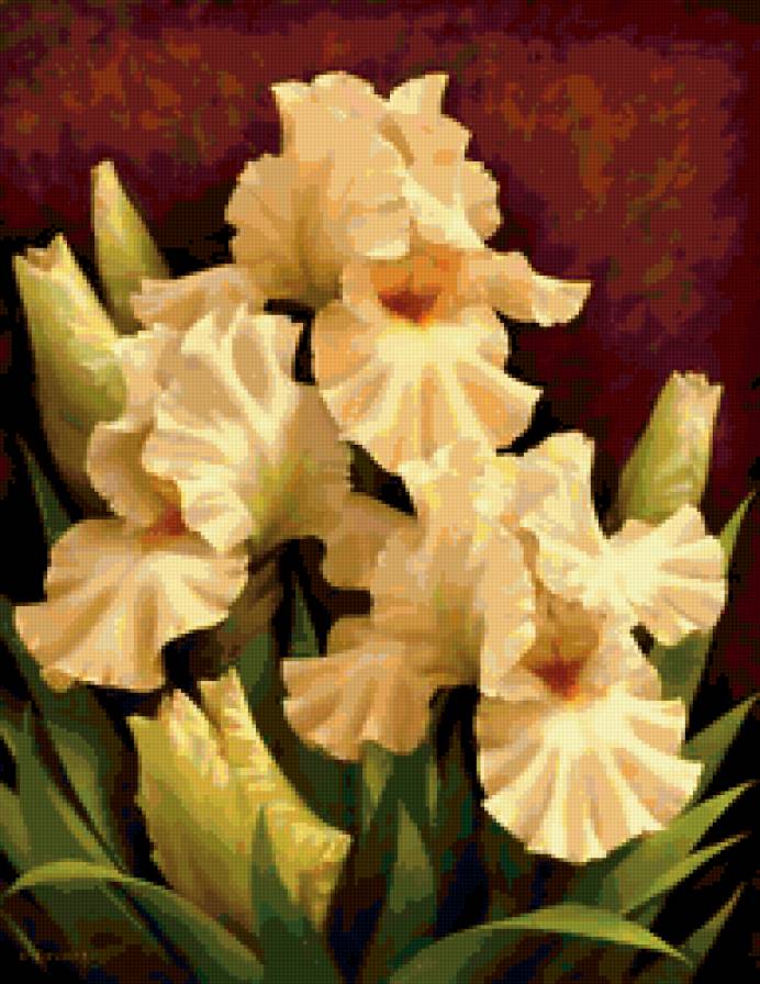 Ирисы - цветы - предпросмотр