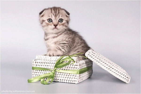 киса - животные - оригинал