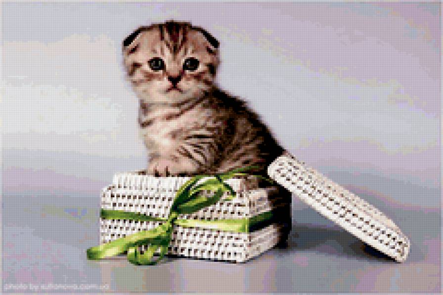 киса - животные - предпросмотр