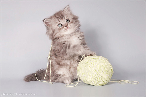 котенок и клубок - животные - оригинал