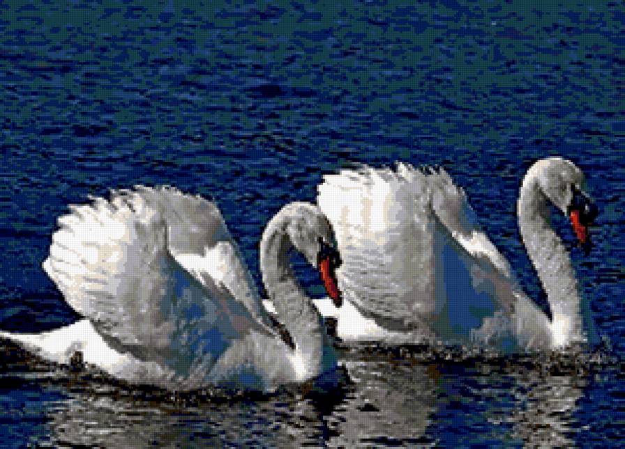 лебеди - предпросмотр