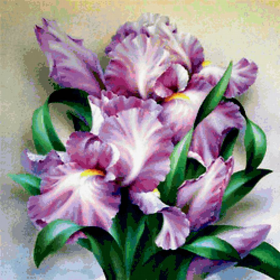 Ирисы - цветы - предпросмотр