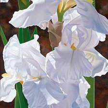 Схема вышивки «Ирисы»