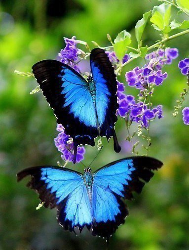 бабочки - насекомые, природа, лето, красота, бабочка, цветок - оригинал