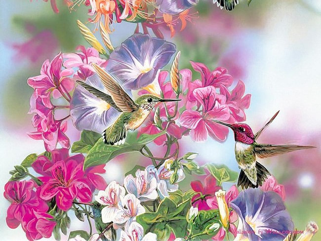 Колибри - цветы, птицы - оригинал