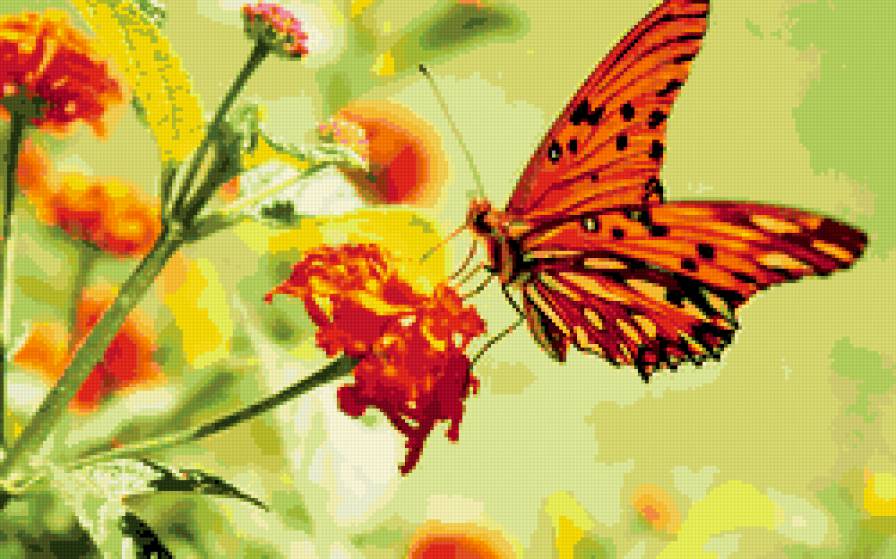бабочка - бабочка, лето, цветок, красота, насекомые, природа - предпросмотр
