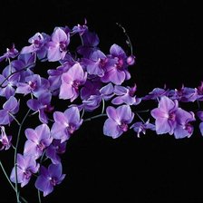 Схема вышивки «цветики»