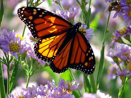 бабочка - цветок, лето, насекомые, бабочка, красота, природа - оригинал