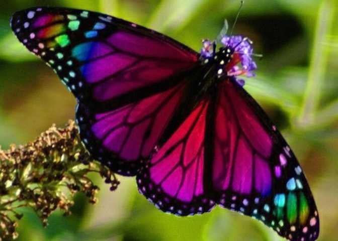 бабочка - красота, цветок, бабочка, лето, насекомые - оригинал