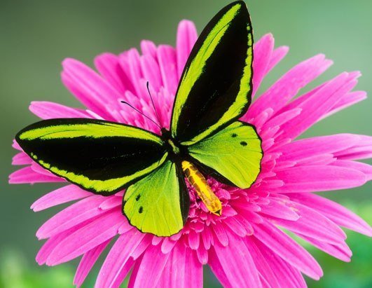 бабочка - цветок, красота, бабочка, насекомые, лето - оригинал