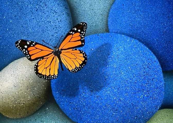 бабочка - насекомые, красота, бабочка, цветок, лето - оригинал