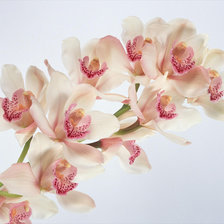 Схема вышивки «красота»