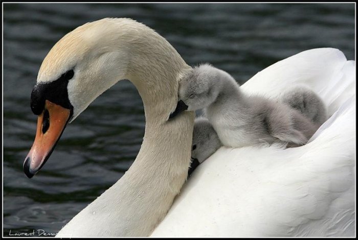 лебедь белая - материнство, любовь, природа, лебеди, птенец, лебедь белая, счастье - оригинал