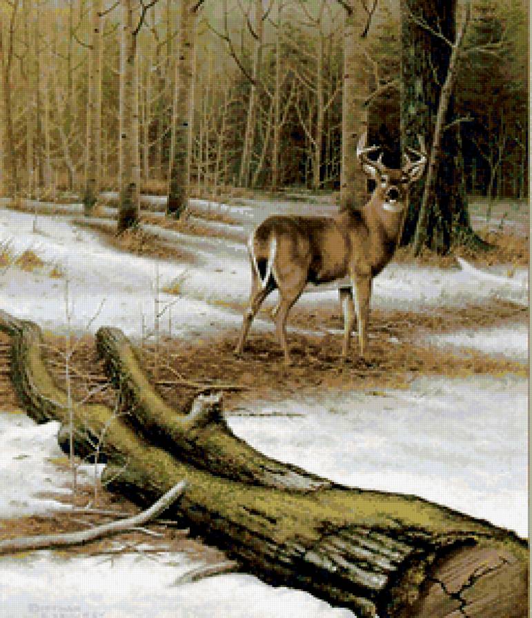 олень в лесу - предпросмотр