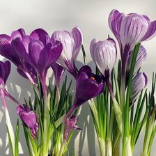 Схема вышивки «№359733»