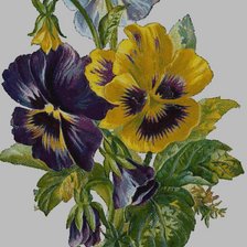 анютины глазки