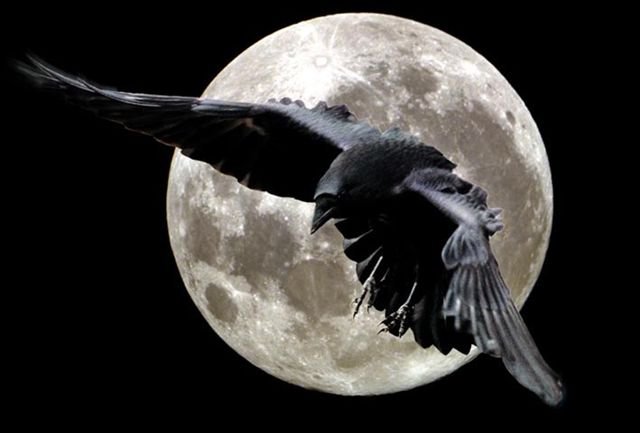 Ворон - луна, птица, ночь - оригинал