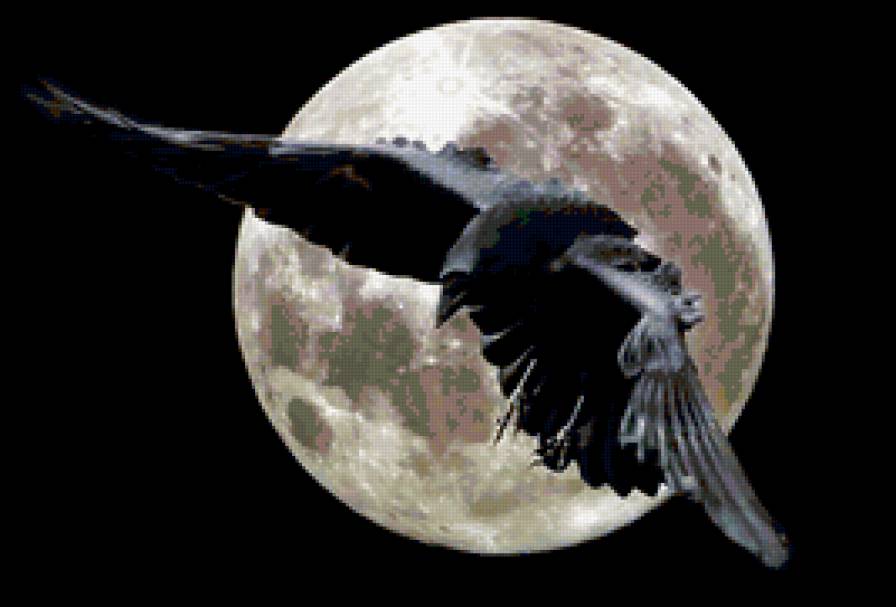 Ворон - птица, луна, ночь - предпросмотр