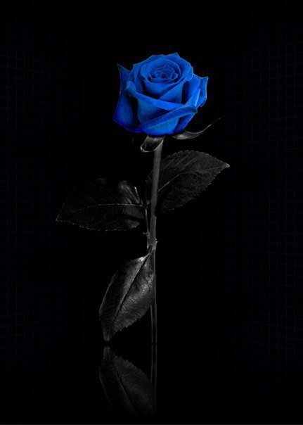 Голубая роза - роза, цветок - оригинал