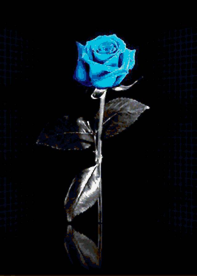 Голубая роза - роза, цветок - предпросмотр