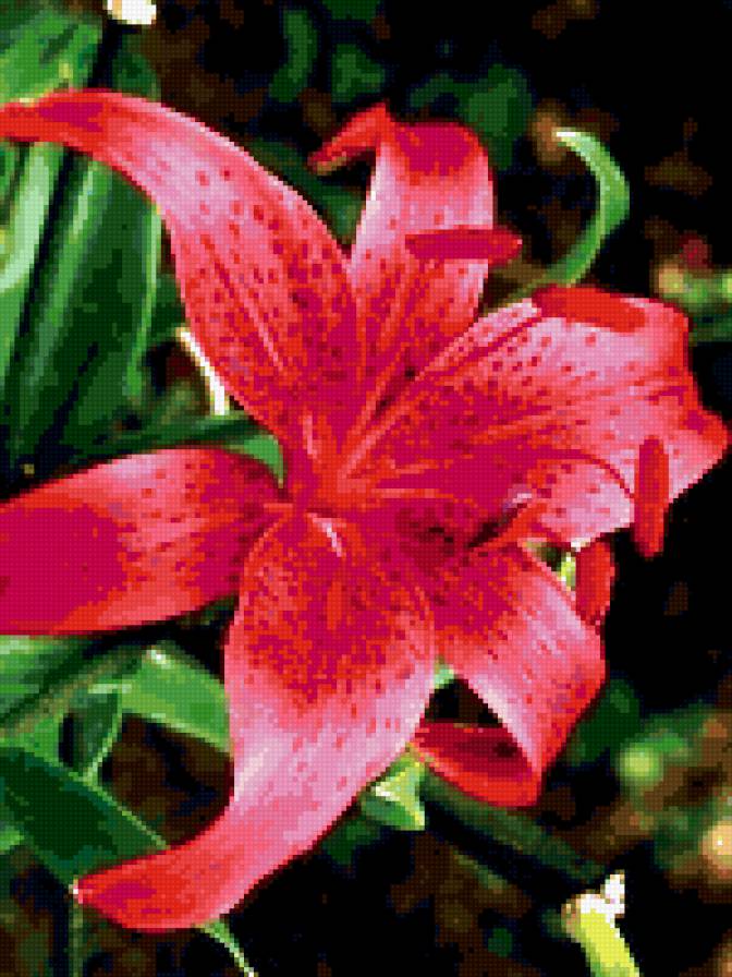 Лилия - цветок - предпросмотр