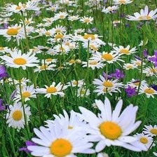 Схема вышивки «Ромашки»