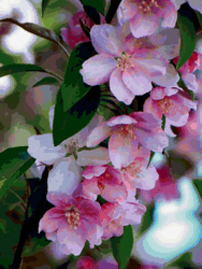 яблони в цвету - весна, яблоня, цветы - предпросмотр