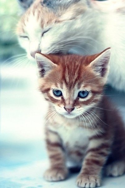 Котёнок - кошка - оригинал