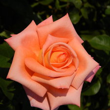 Оригинал схемы вышивки «роза» (№360070)