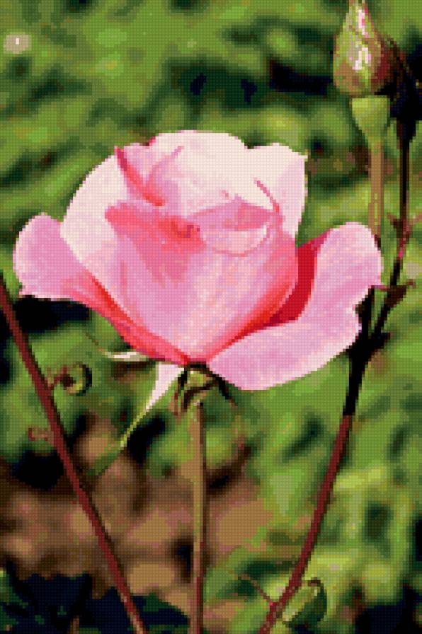 роза - цветы, розы, роза, цветок - предпросмотр