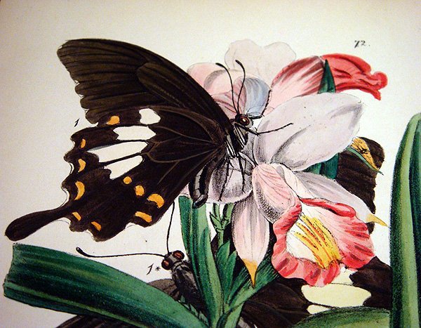 пара - оригинал