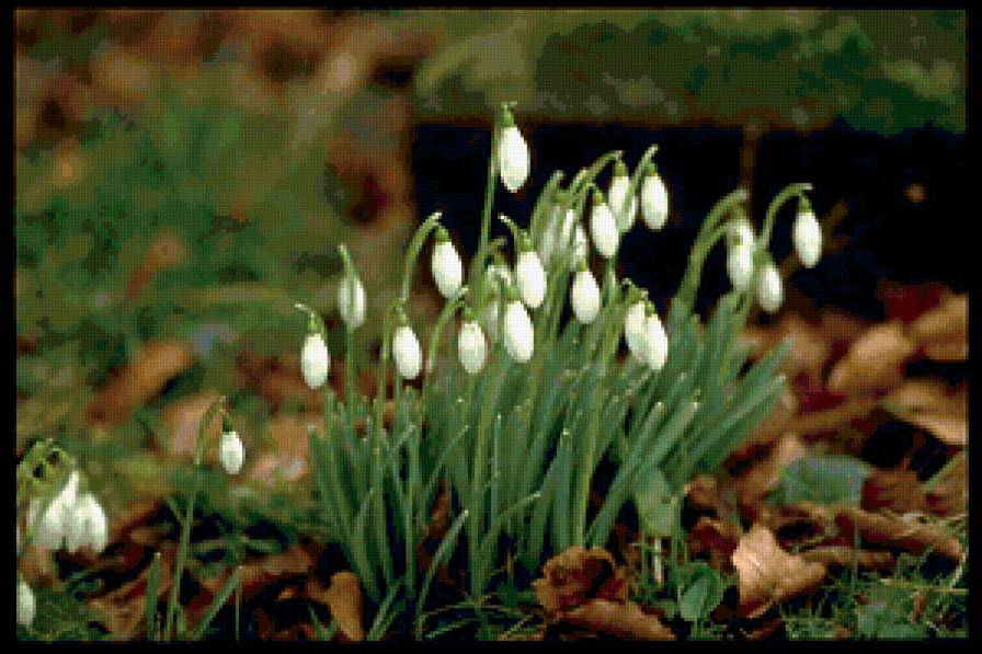 подснежники - подснежники, весна, цветы - предпросмотр