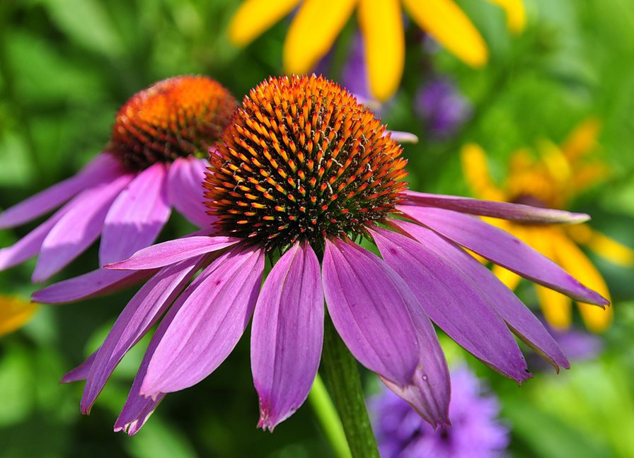 №360110 - цветы - оригинал