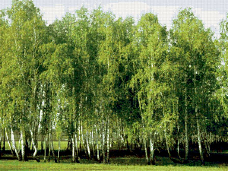 молодая роща - природа, деревья, березы, пейзаж, лето - предпросмотр