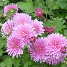 Схема вышивки «№360137»