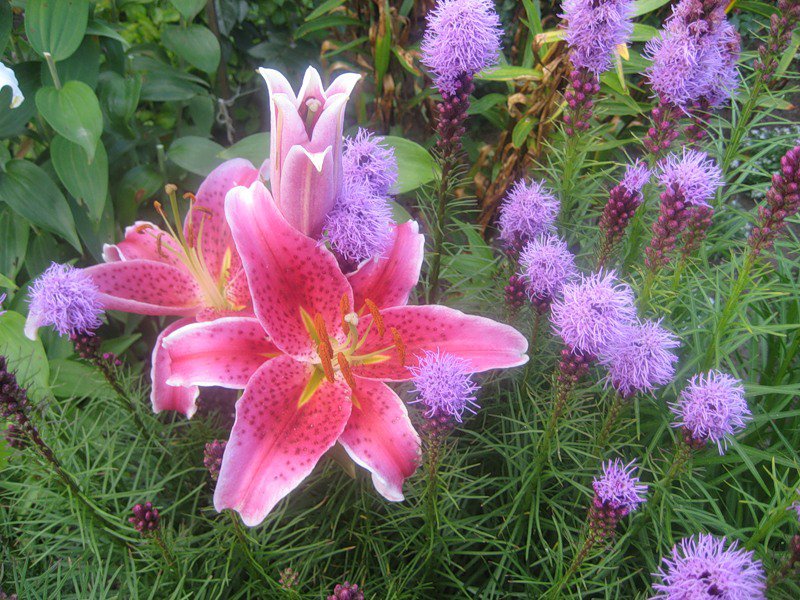 №360141 - цветы, цветник, сады - оригинал