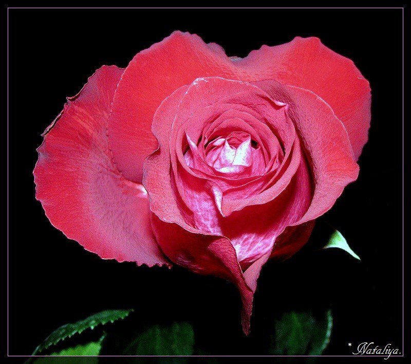 розы - роза, цветок, цветы, розы - оригинал