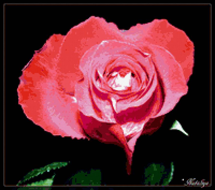 розы - роза, цветы, розы, цветок - предпросмотр