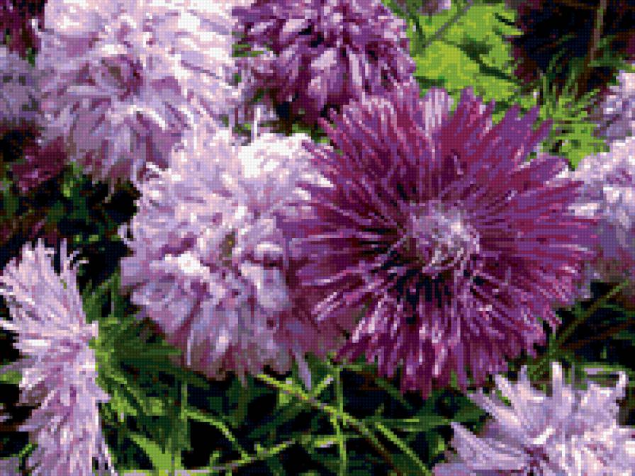 №360150 - астры, цветы - предпросмотр