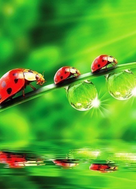 божья коровка - природа, капля, божья коровка, отражение - оригинал
