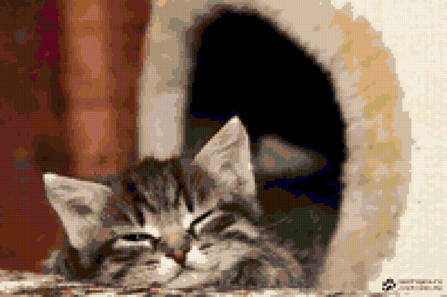 Киса - животные, кошки - предпросмотр