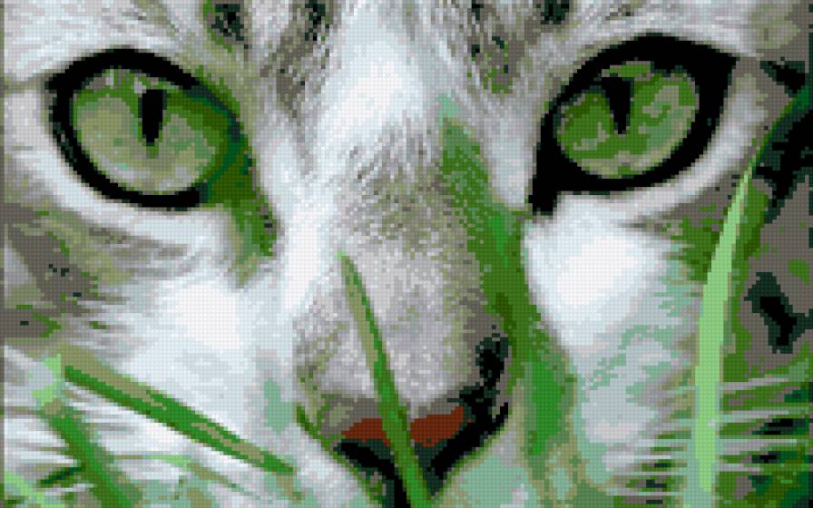 Глаза кошки - животные, кошки - предпросмотр