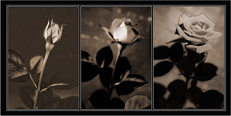 №360328 - оригинал