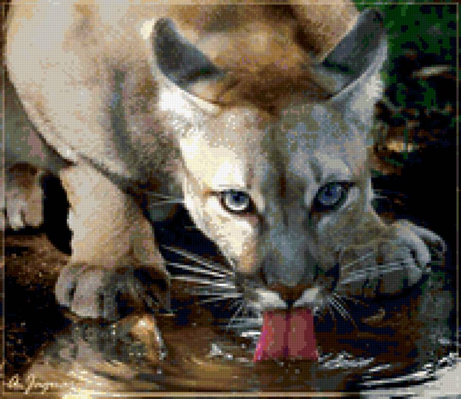 жажда - хищник, зверь, глаза, кошки, пума, вода, кошка - предпросмотр