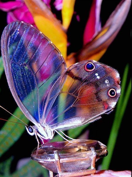 бабочка - бабочка, лето, природа, цветок, красота, насекомые - оригинал