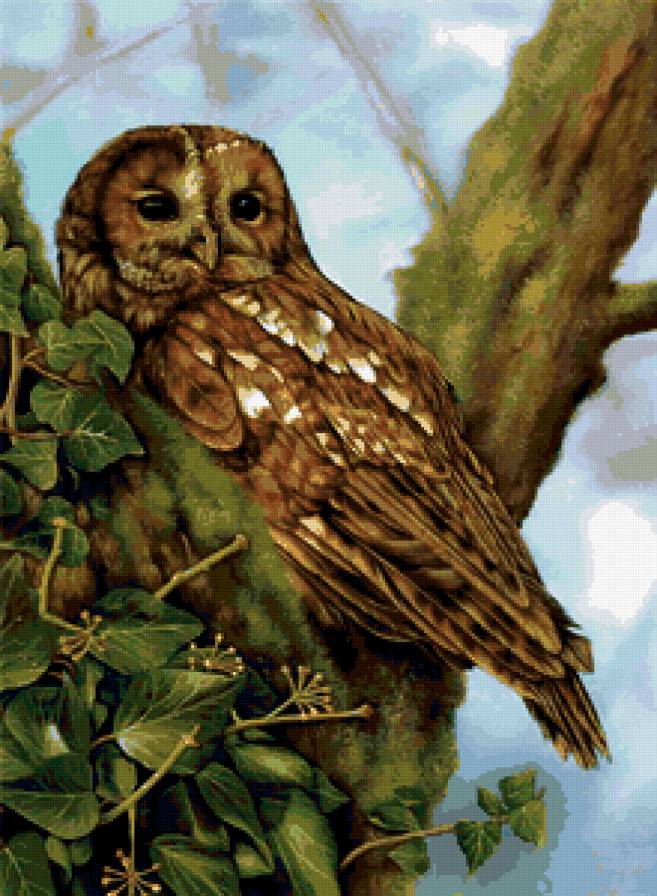 совушка-сова - предпросмотр