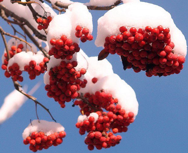 рябина - оригинал